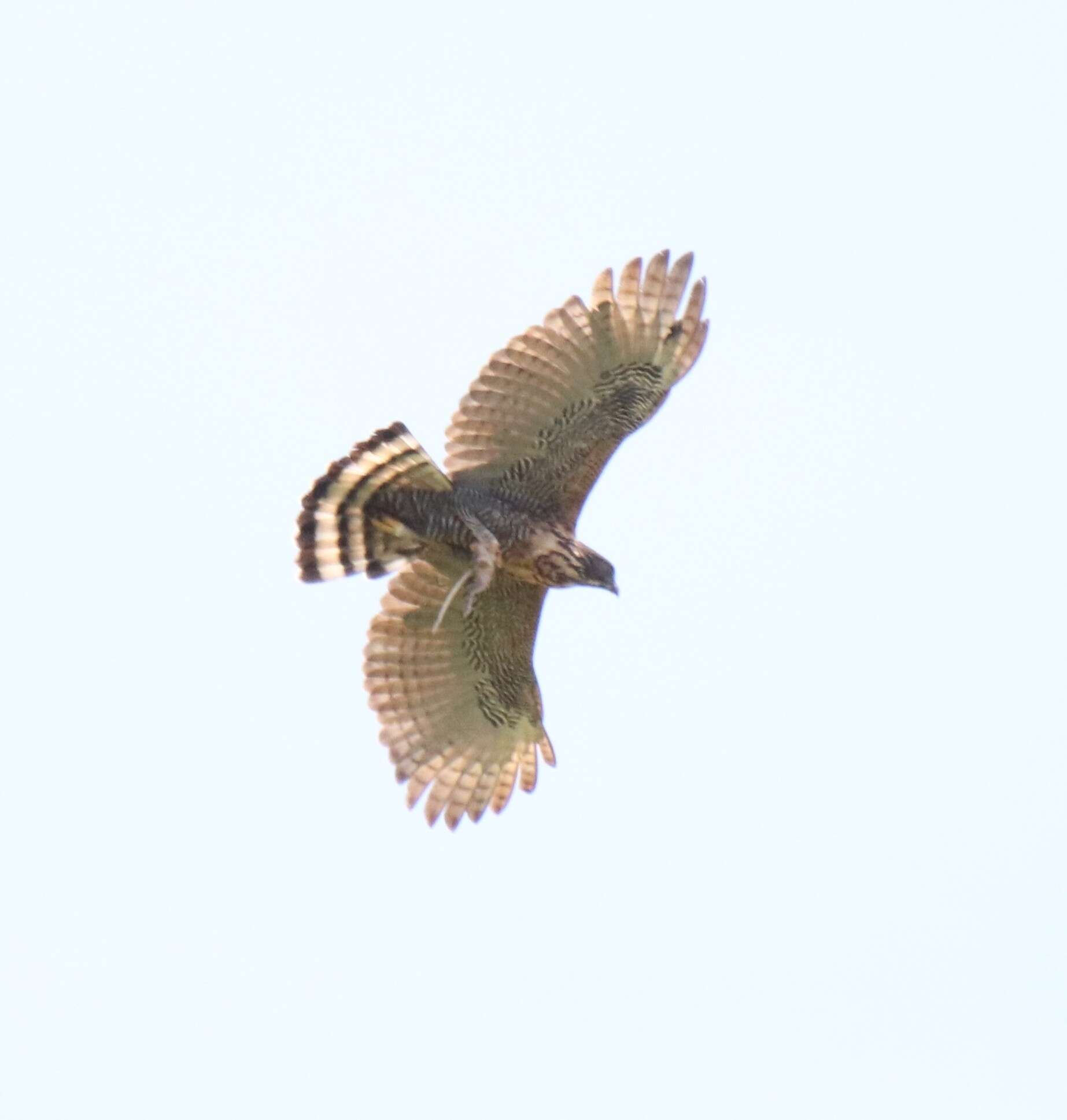 Nisaetus lanceolatus (Temminck & Schlegel 1845) resmi