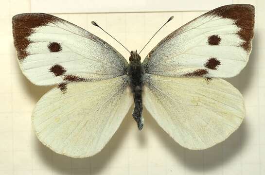 Image of cabbage butterfly