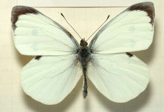 Image of cabbage butterfly