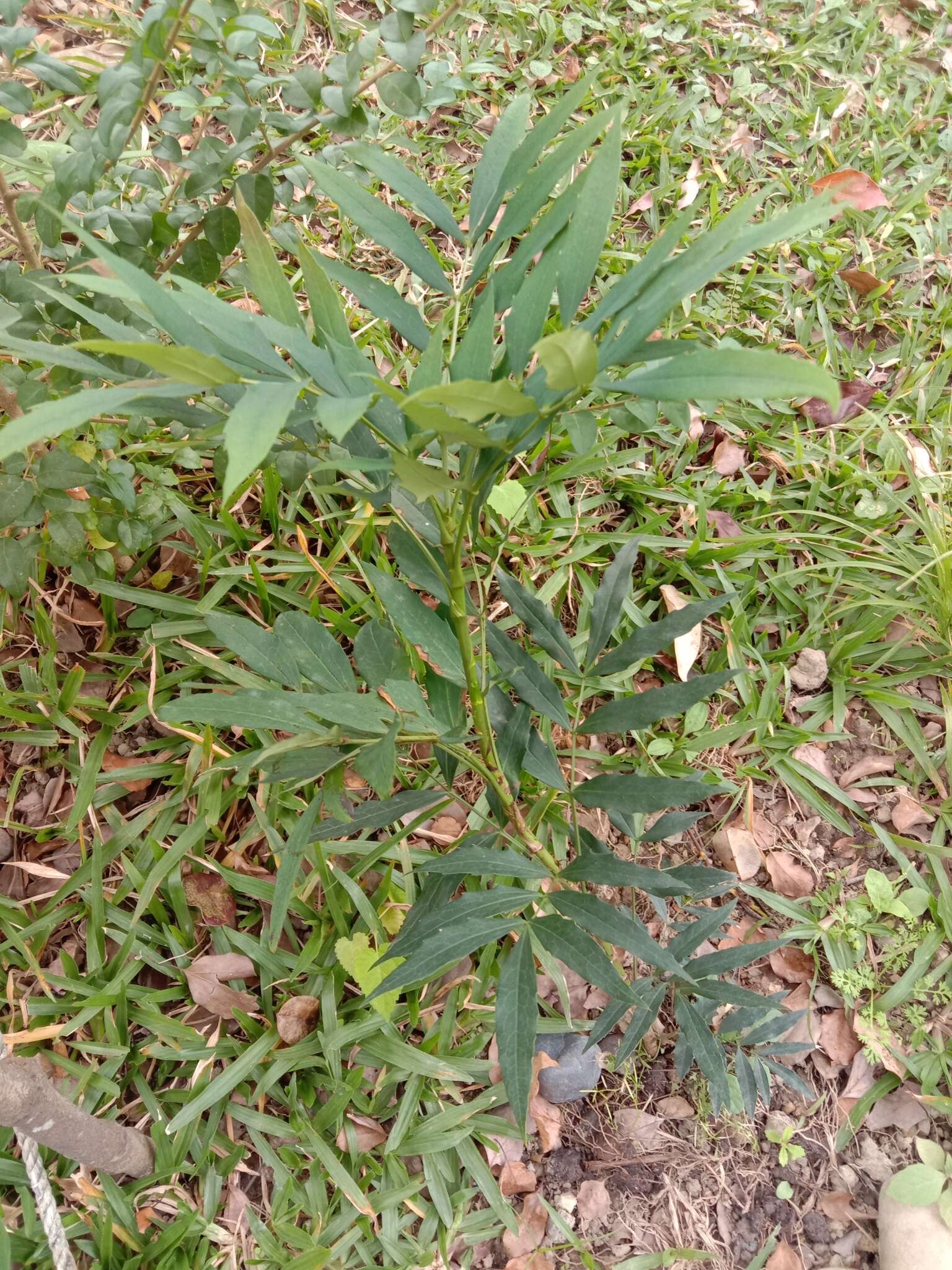 Image of Berberis fortunei Lindl.