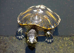 صورة Trachemys scripta scripta (Schoepff 1792)