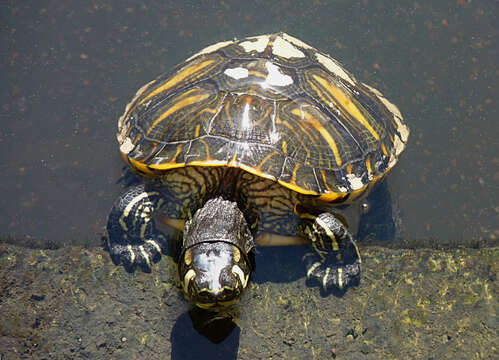 Image of yellow-bellied slider