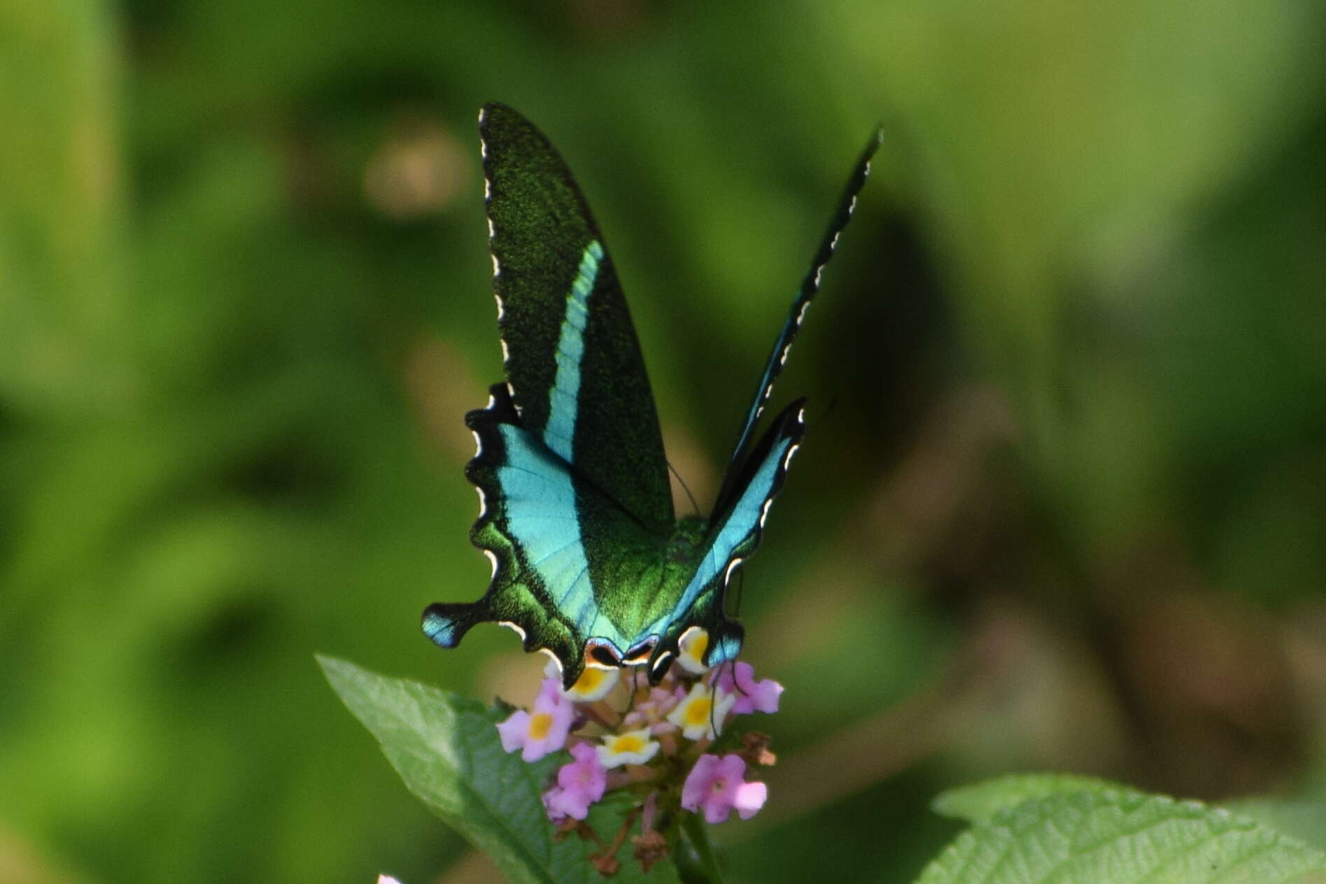 Image of Common Banded Peacock