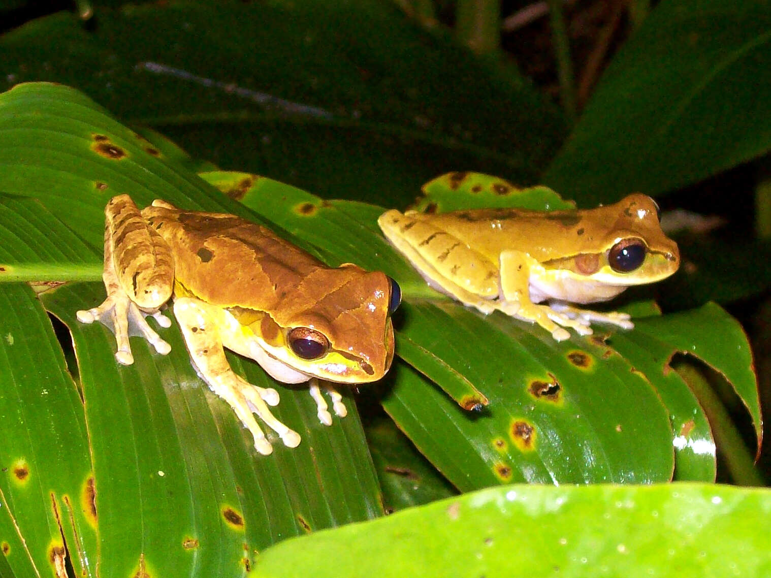 Smilisca phaeota (Cope 1862)的圖片