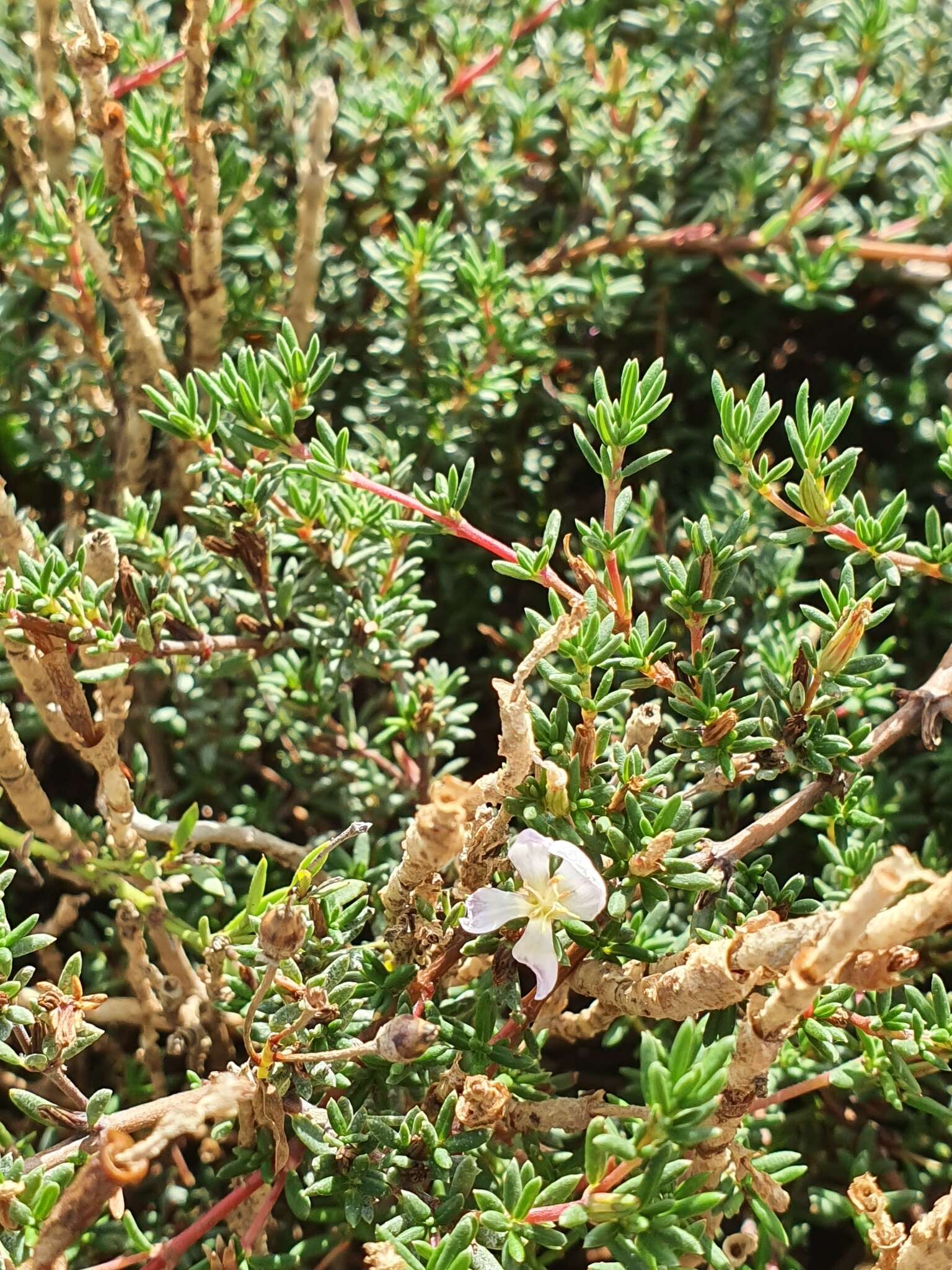 Image of Frankenia pauciflora DC.