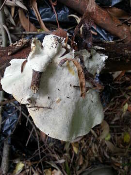 Sivun Trametes meyenii (Klotzsch) Lloyd 1918 kuva