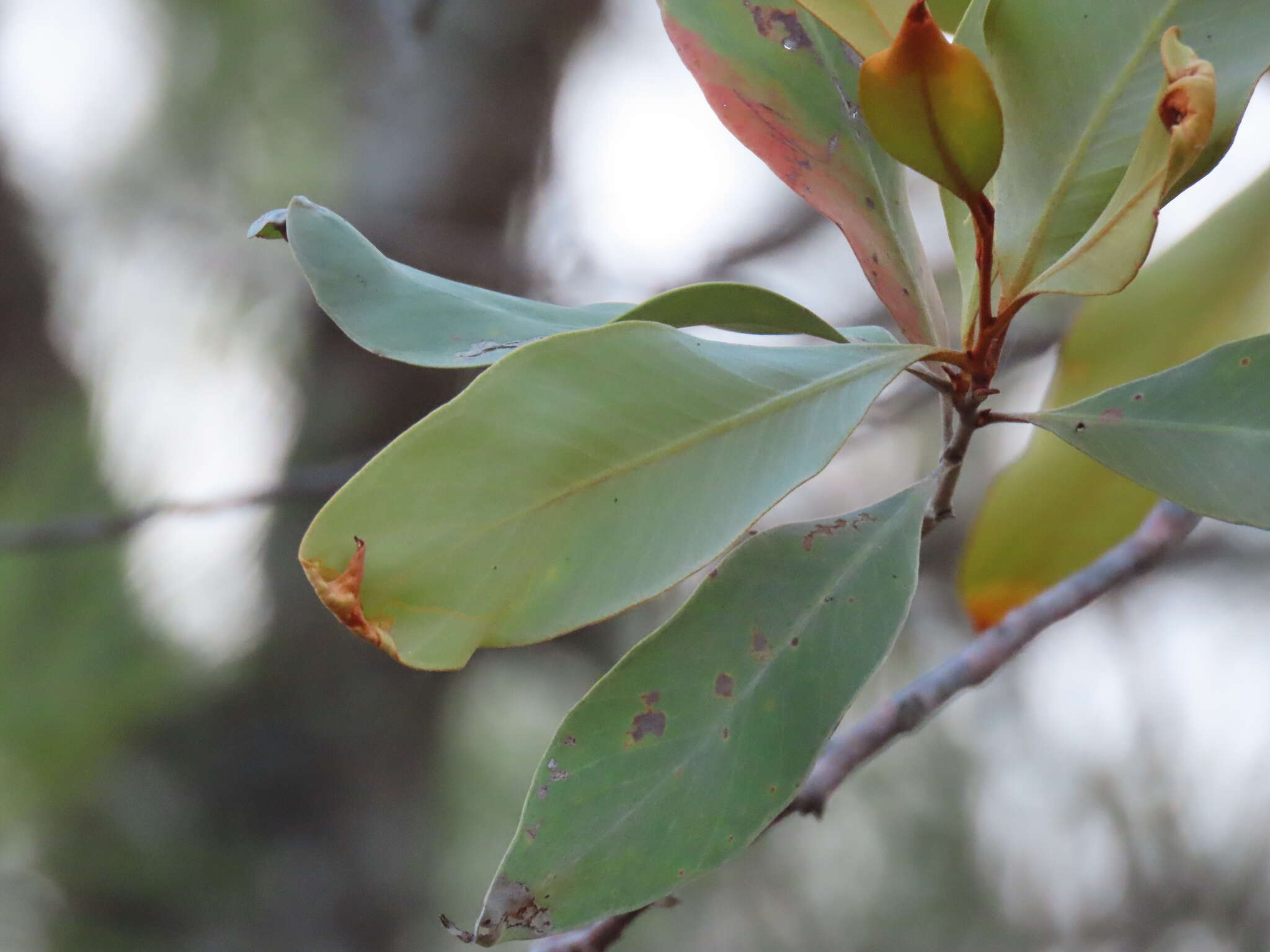 Image of Grevillea glauca Banks & Sol. ex Knight