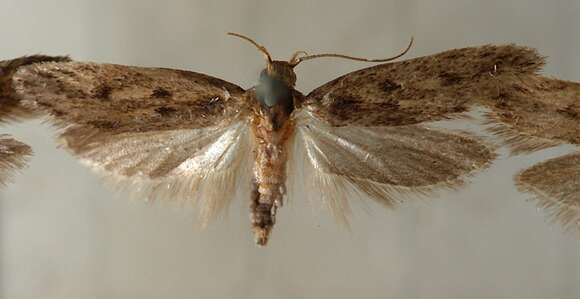 Image of Brown-dotted Clothes Moth