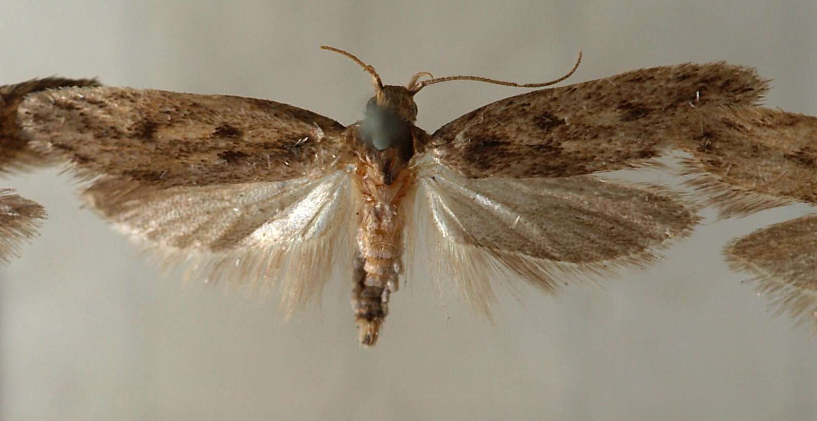 Image of Brown-dotted clothes moth