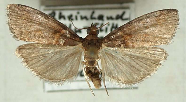 Image of Acrobasis advenella