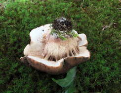 Image of Tylopilus variobrunneus Roody, A. R. Bessette & Bessette 1998