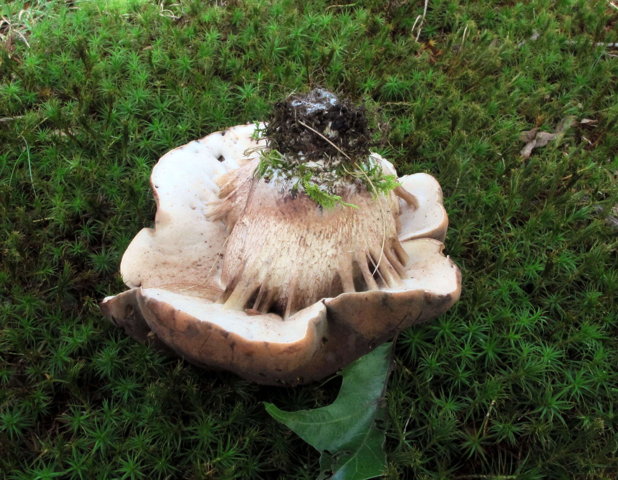 Image of Tylopilus variobrunneus Roody, A. R. Bessette & Bessette 1998