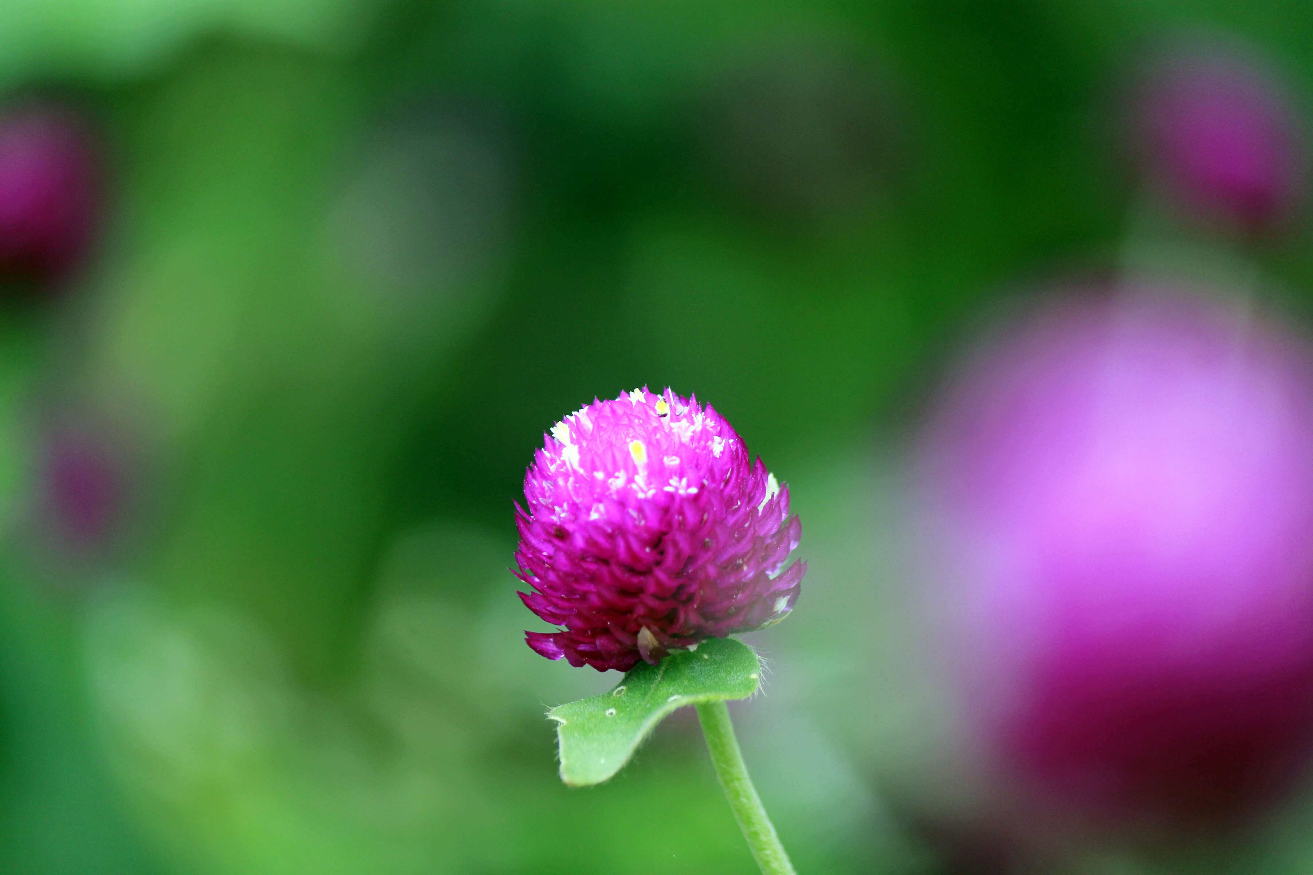 Image of Globe Amaranth