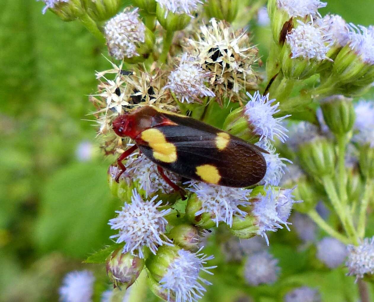 Image of Sphenorhina limbata (Lallemand 1927)