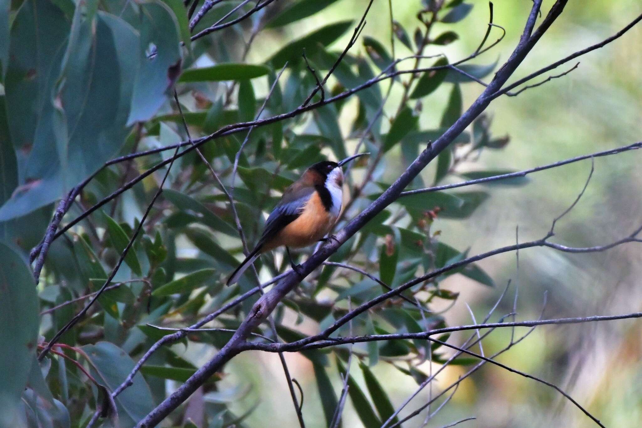 Plancia ëd Acanthorhynchus tenuirostris tenuirostris (Latham 1801)