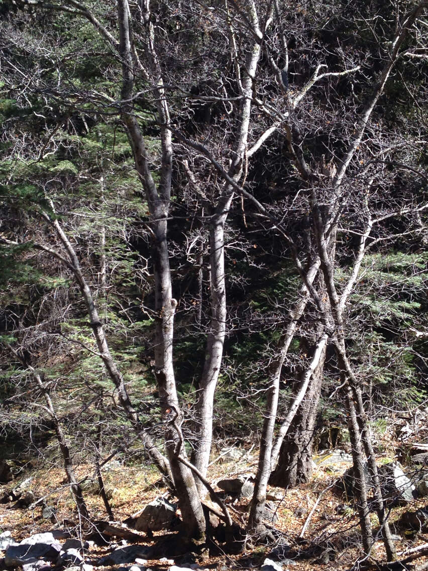 Image of Arizona sycamore