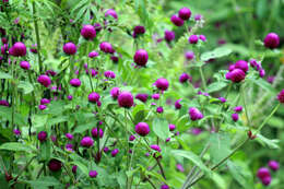 Image of Globe Amaranth