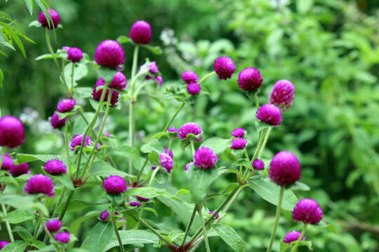 Image of Globe Amaranth