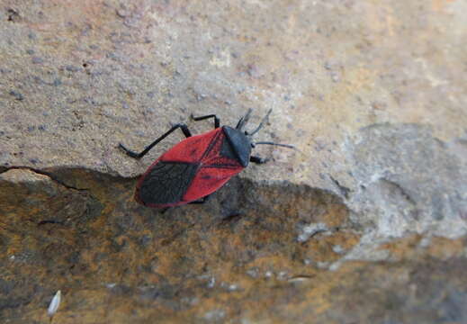 صورة <i>Largus rufipennis</i>