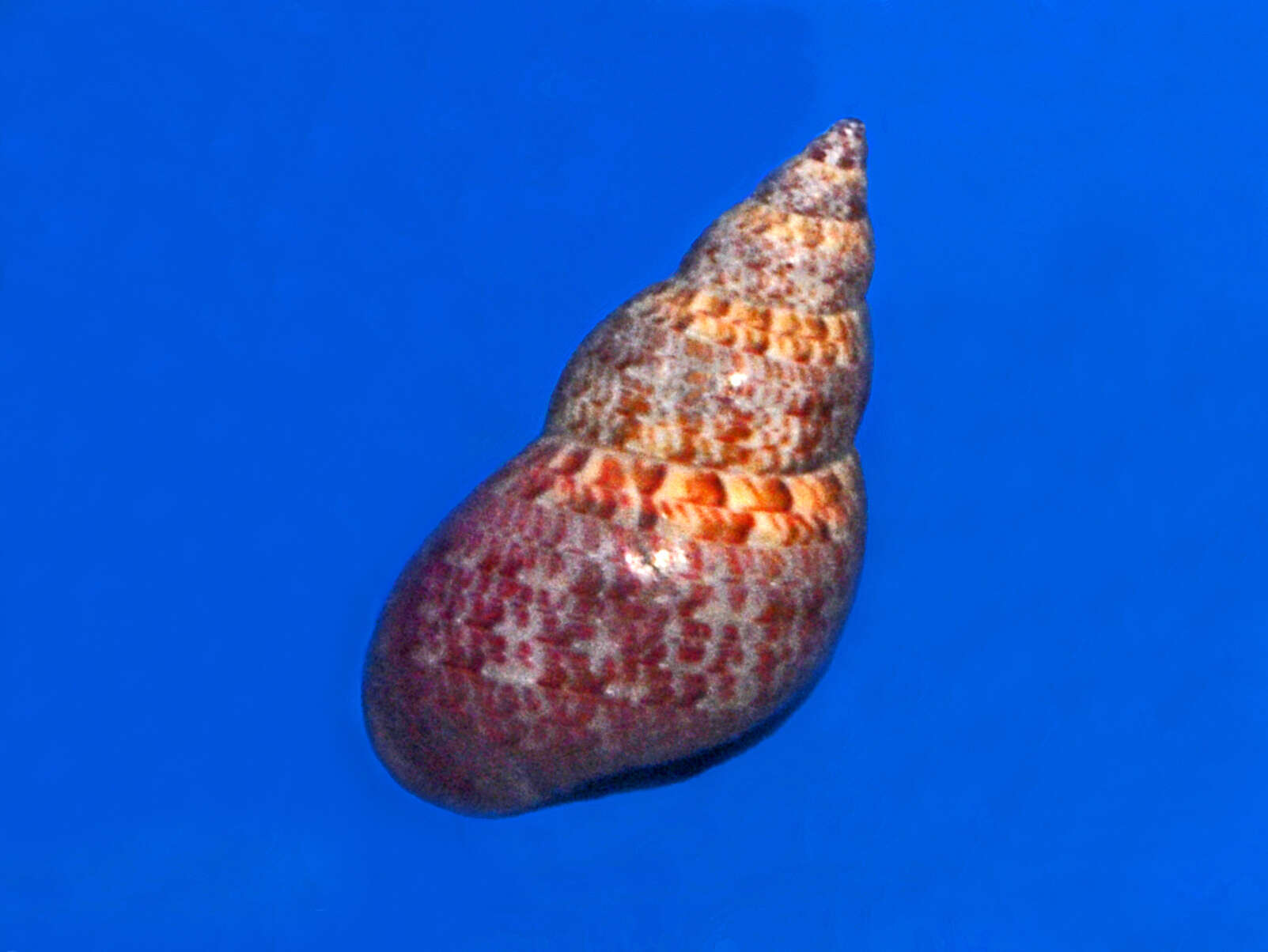 Image of Phasianella solida