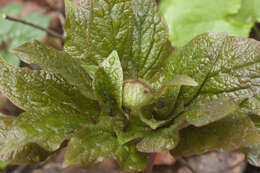 Image of Paeonia wittmanniana Hartw. ex Lindl.