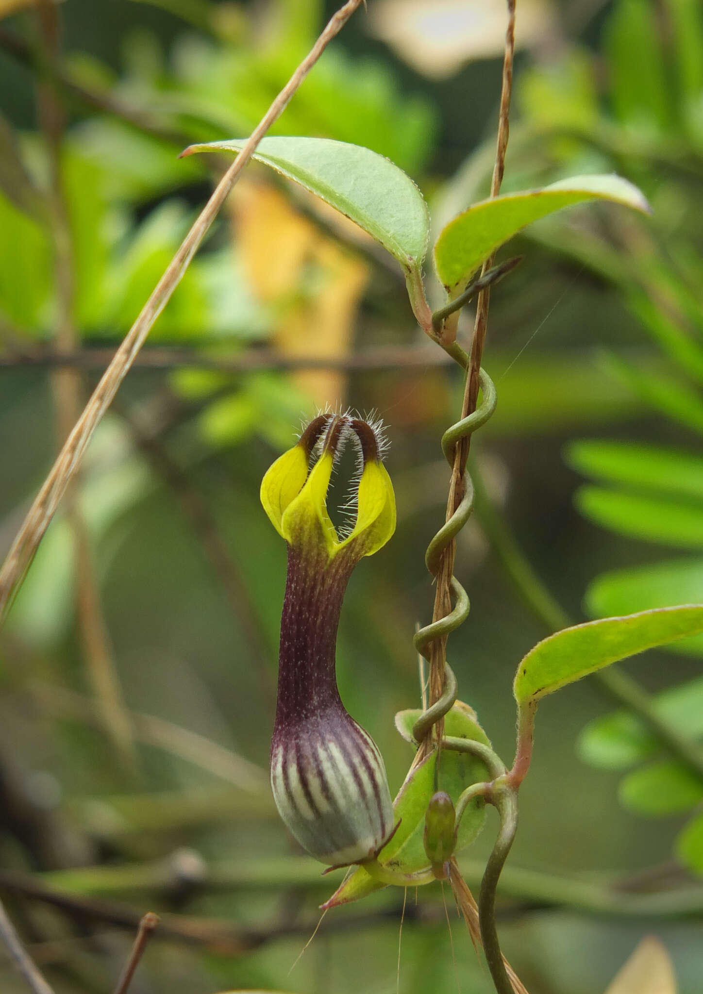 Image of Ceropegia candelabrum subsp. candelabrum