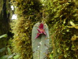 Image of Pleurothallis deflexa Luer