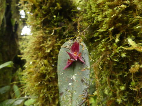 Image of Pleurothallis deflexa Luer