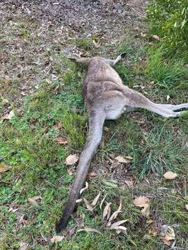 Image of Macropus giganteus giganteus Shaw 1790