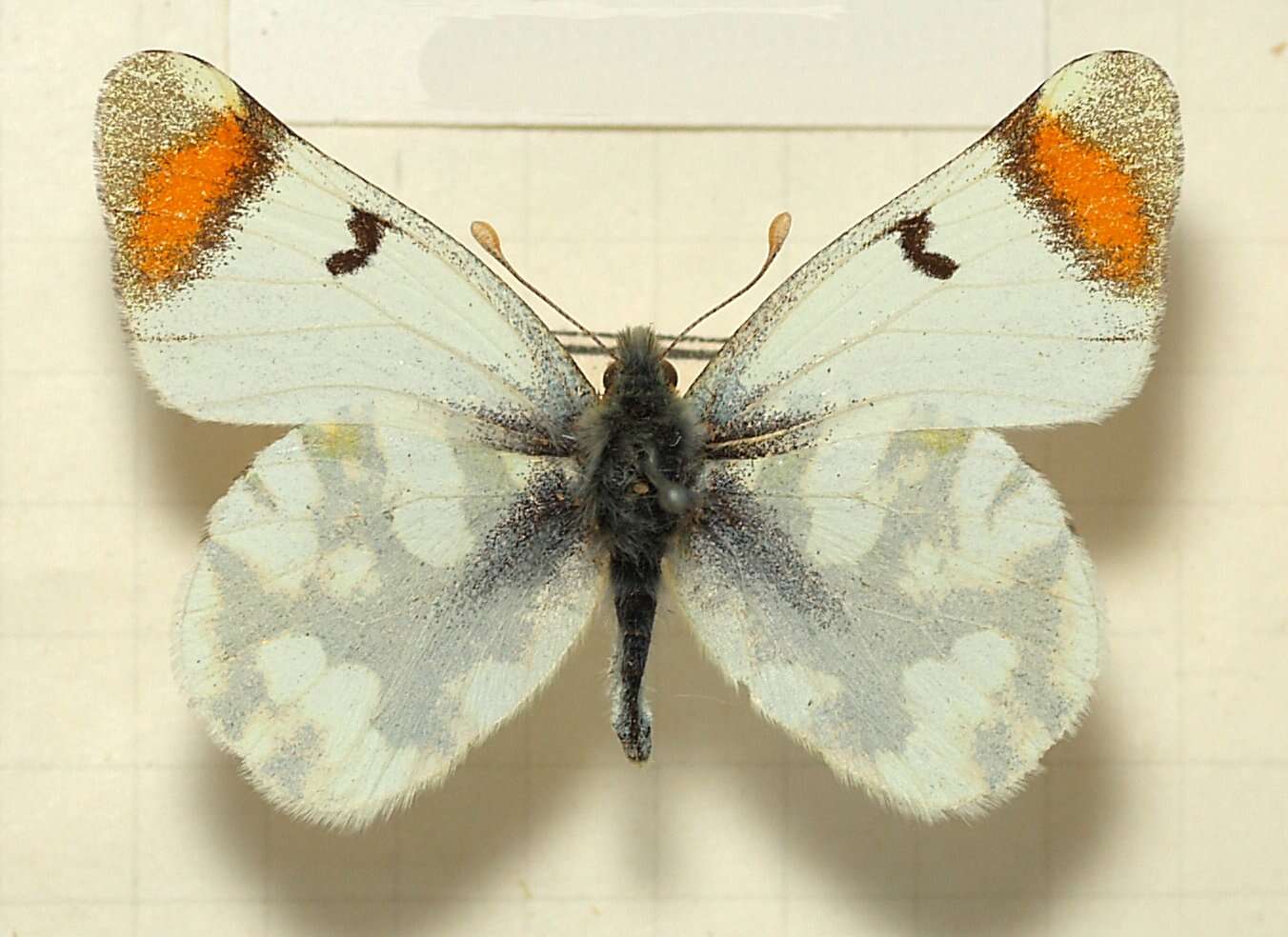 Image of Sooty Orange Tip