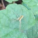 Plancia ëd Dolomedes saganus Bösenberg & Strand 1906