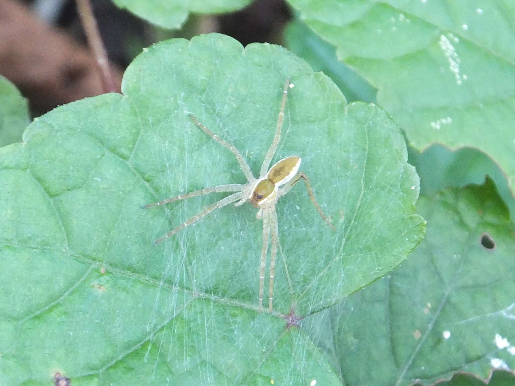 Plancia ëd Dolomedes saganus Bösenberg & Strand 1906