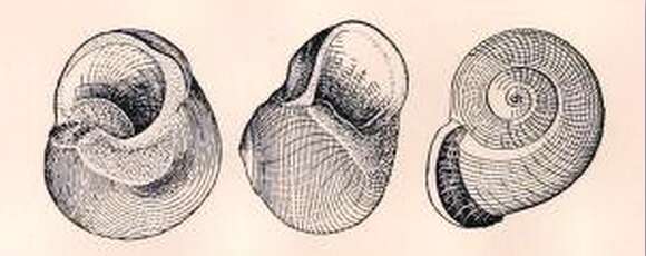 Image of Callomphala A. Adams & Angas 1864