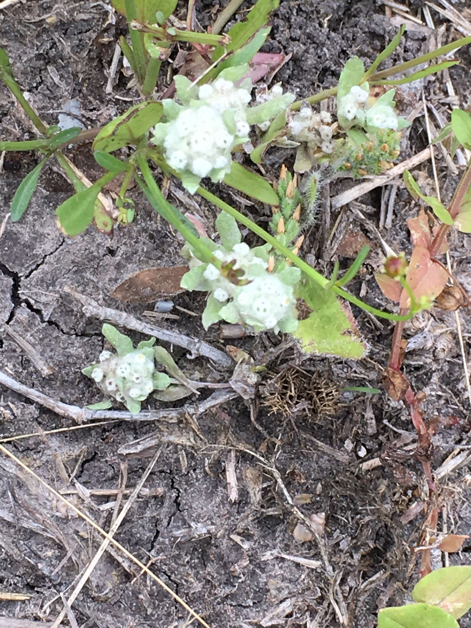 Image of spring pygmycudweed