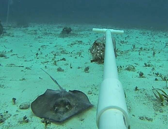 Image of Southern stingray