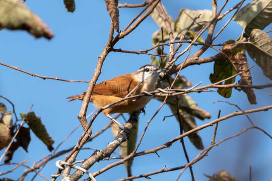 Image of Long-billed Wren