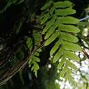 Image de Polypodiodes fieldingiana (Kunze ex Mett.) Fraser-Jenkins, Kandel & Pariyar