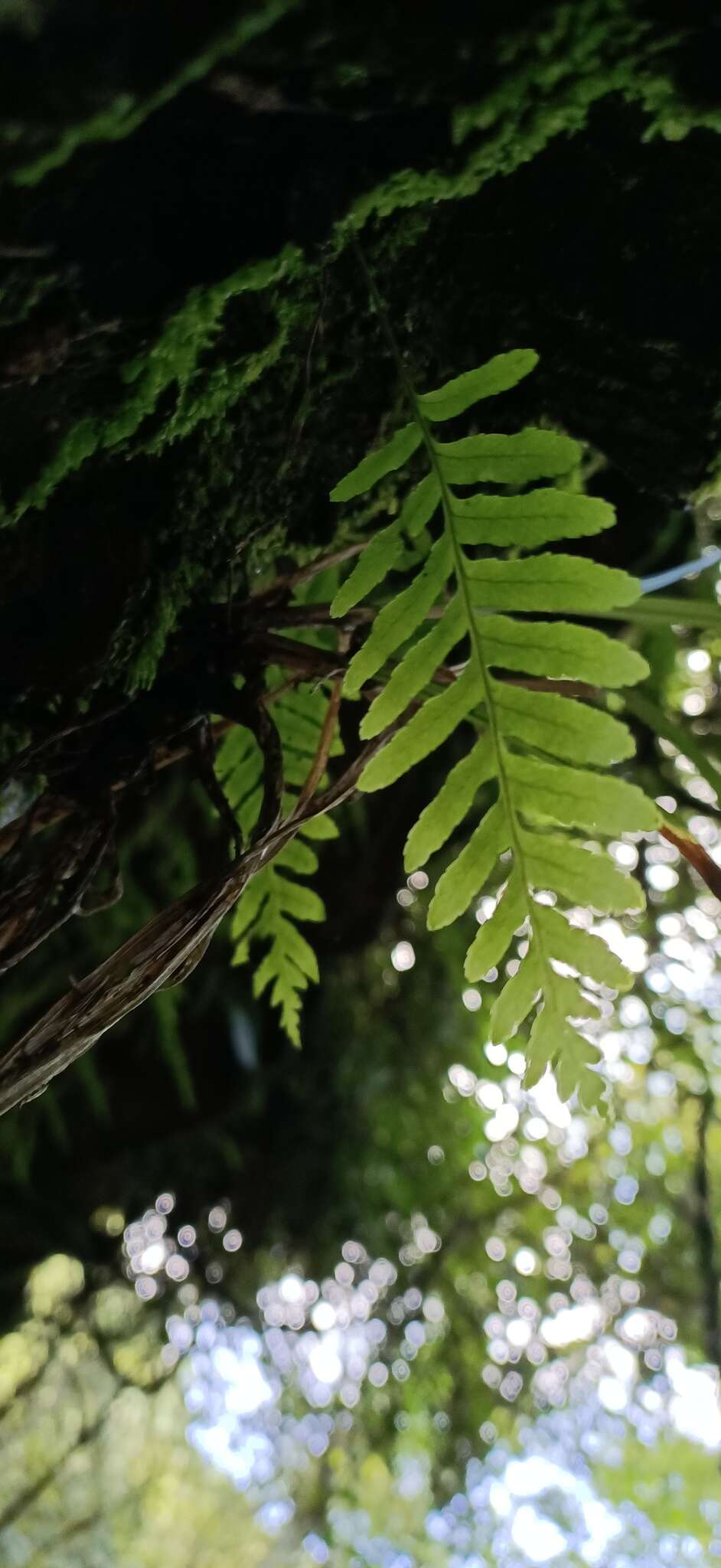 Image of Polypodiodes fieldingiana (Kunze ex Mett.) Fraser-Jenkins, Kandel & Pariyar