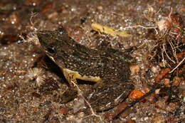 Image of Ivohimanita Madagascar Frog
