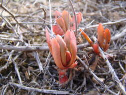 Image of Crassula pubescens Thunb.