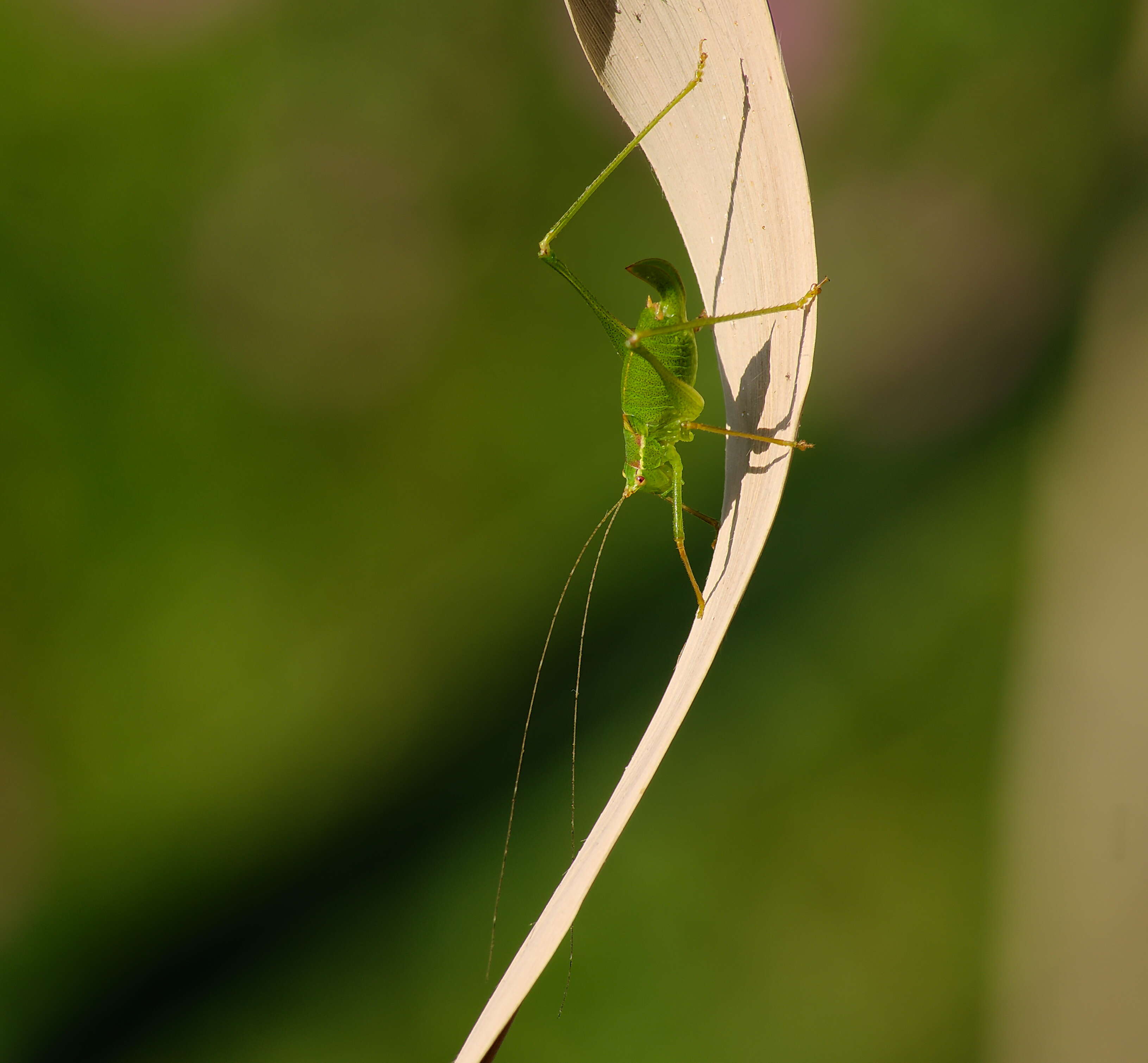 Image of sickle-bearing bush-cricket