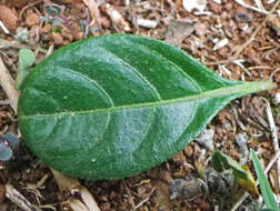 Imagem de Barleria repens Nees