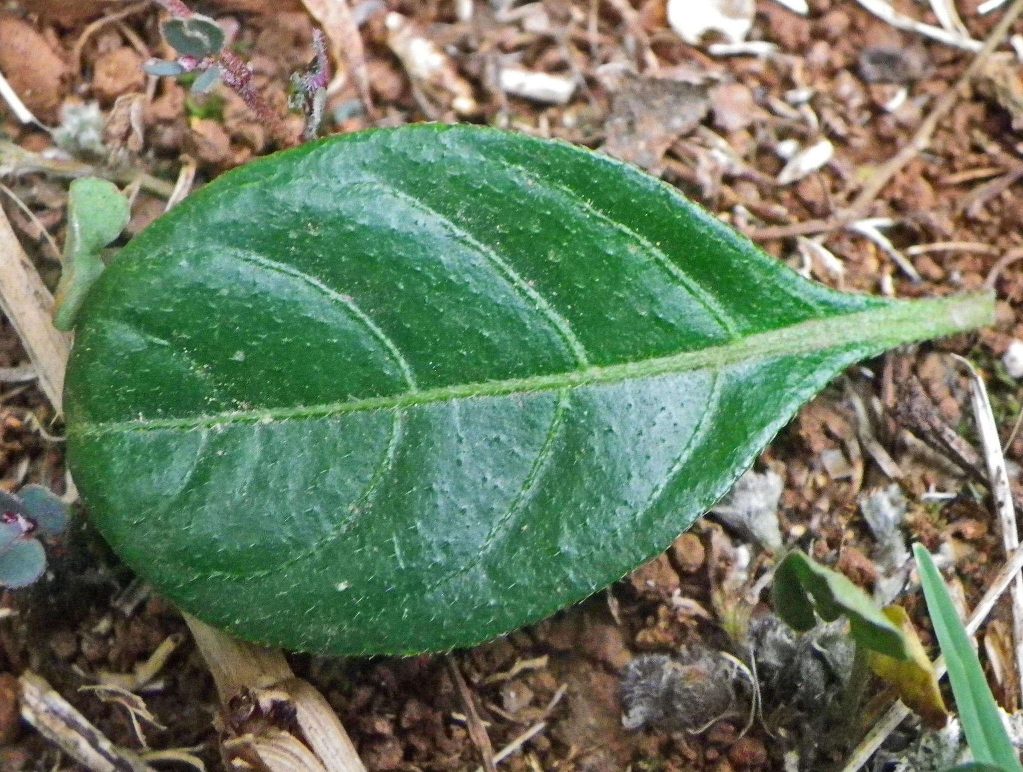 Imagem de Barleria repens Nees