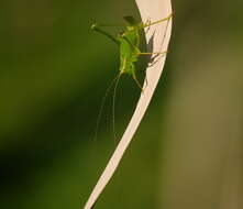 Image of sickle-bearing bush-cricket