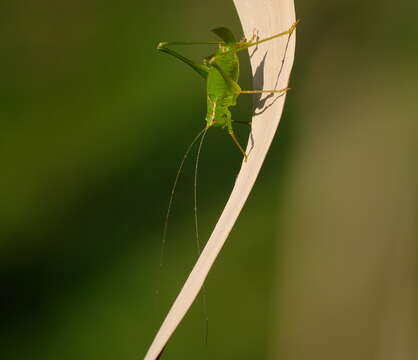 Image of sickle-bearing bush-cricket