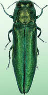 Imagem de Agrilus planipennis Fairmaire 1888