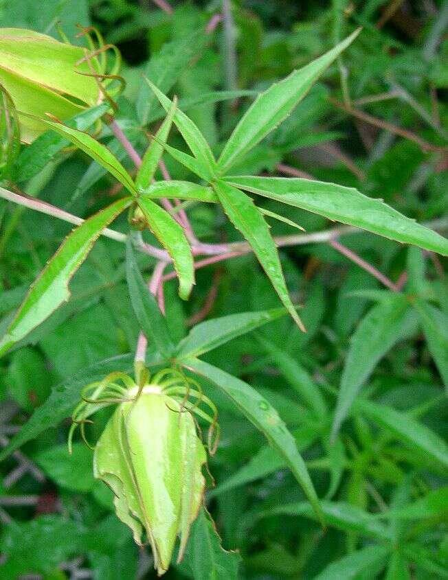 Image of Scarlet Rose-Mallow