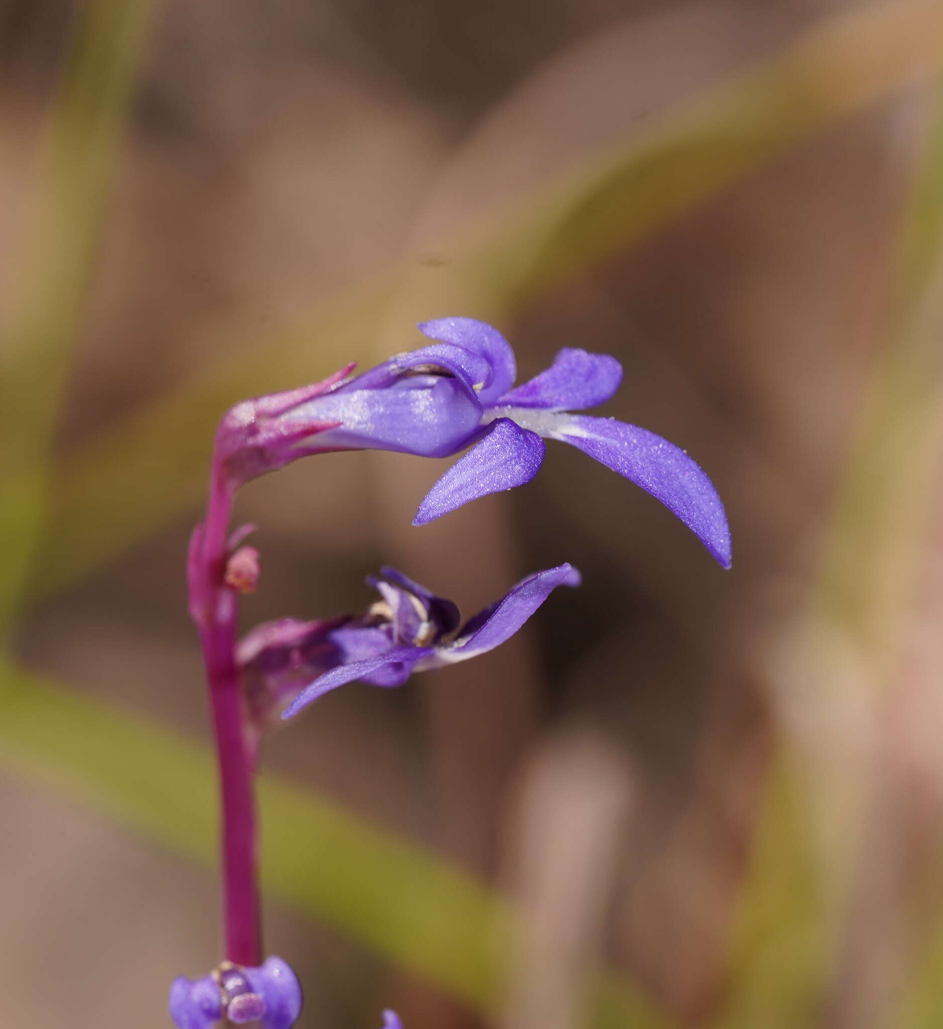 Image of Lobelia gibbosa Labill.