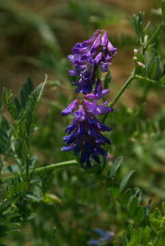 Image de Vicia cracca subsp. cracca