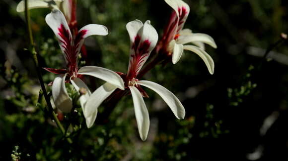 Pelargonium abrotanifolium (L. fil.) Jacq. resmi